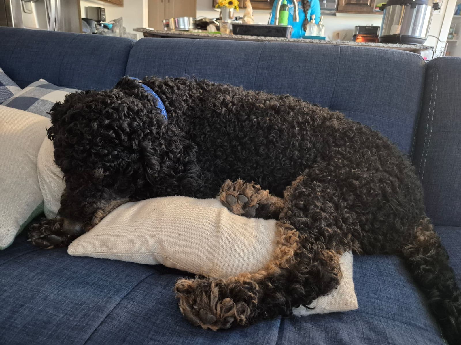 Curly black dog napping cozily on the couch