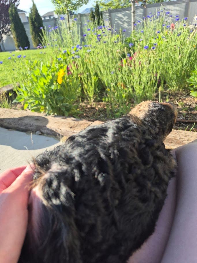 Dog being petted next to a flower garden