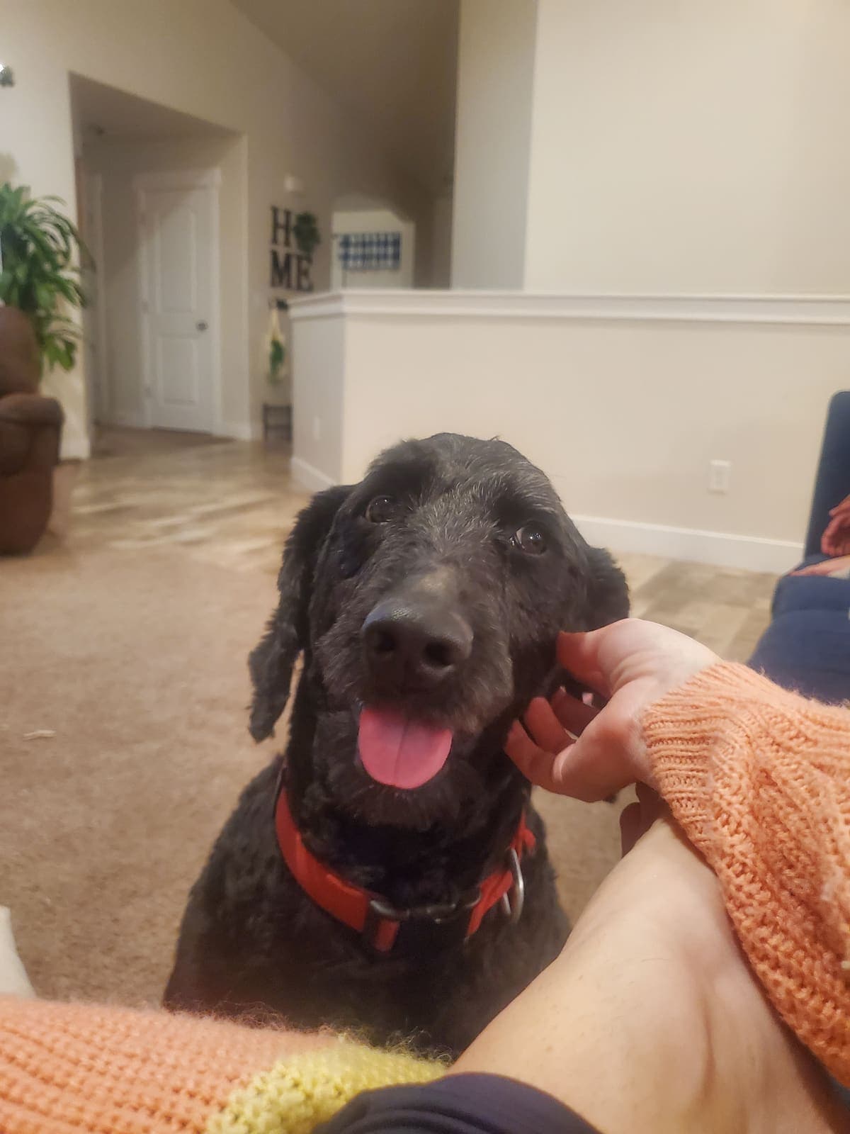 Dog Boarding at Our Home
