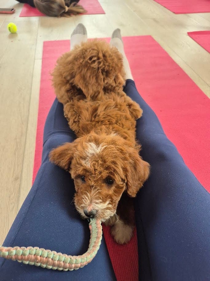 Fluffy red poodle puppy playing with a rope toy