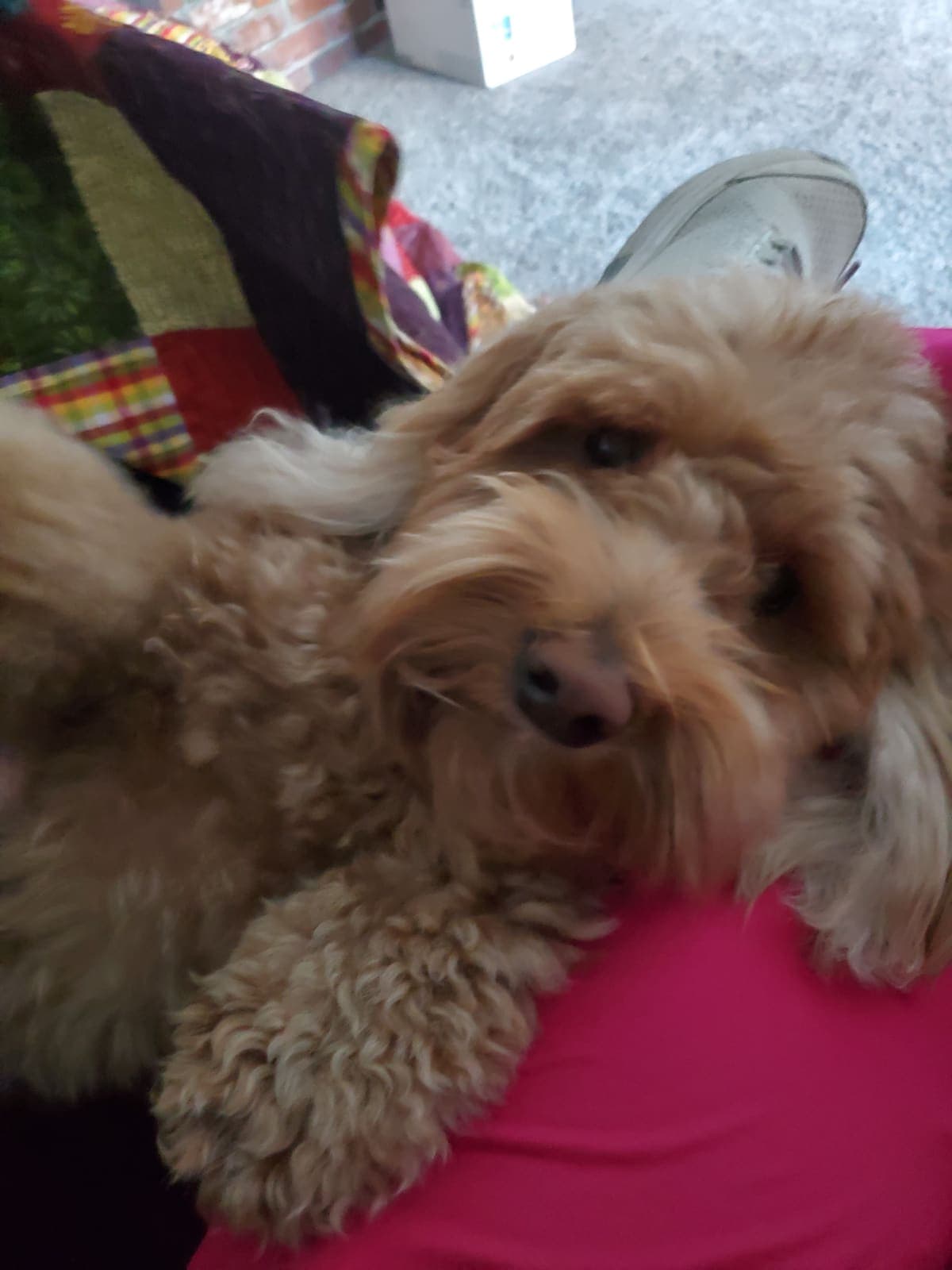 Sweet apricot doodle puppy