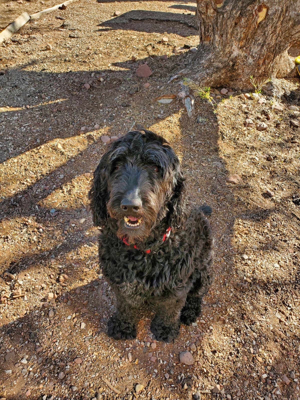 Happy dog smiling on a sunny trail