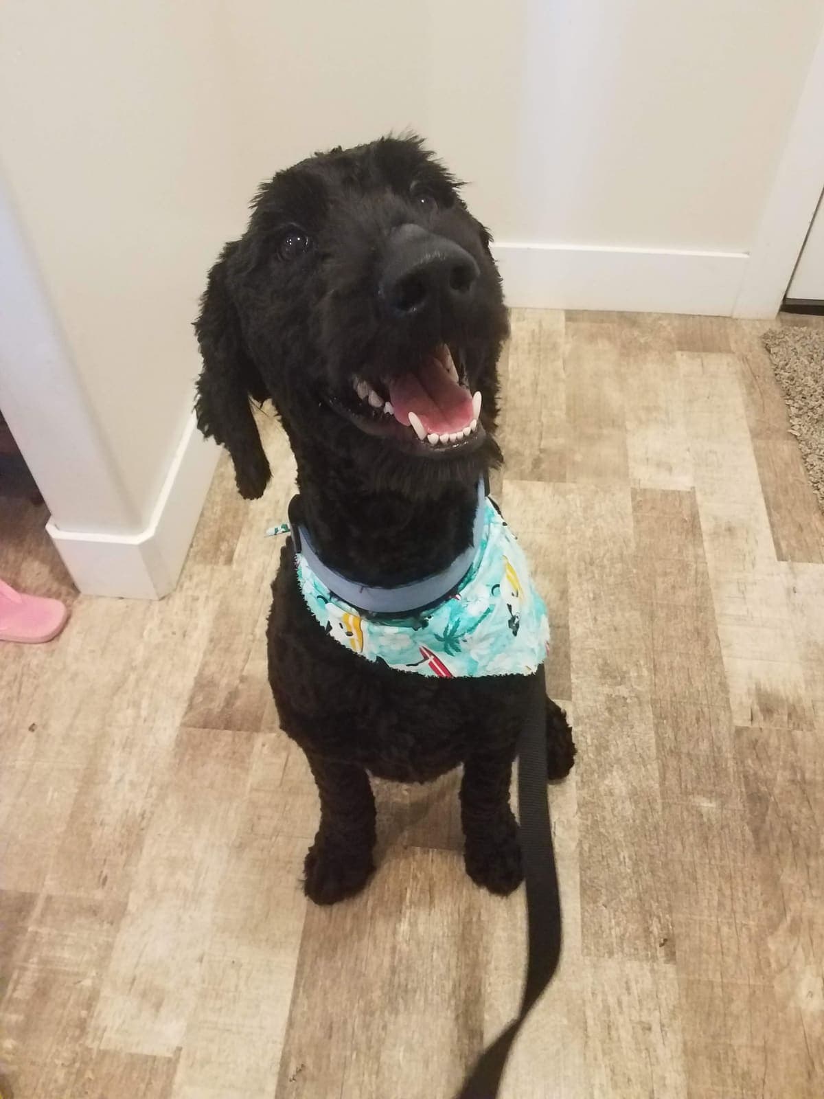 A happy dog we've cared for
